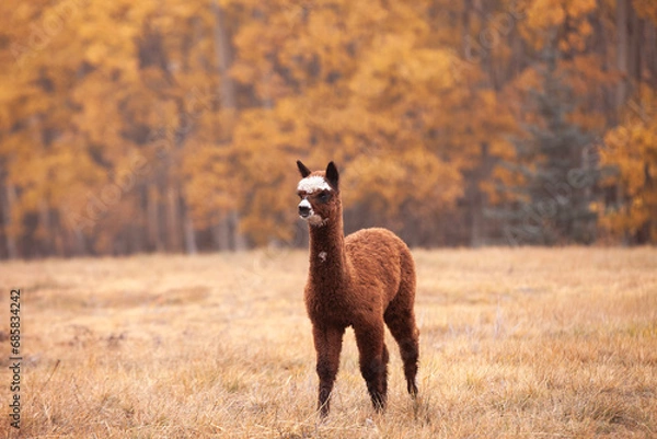 Obraz Baby alpaca