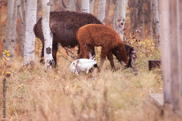 Obraz Alpaca and rabbit family