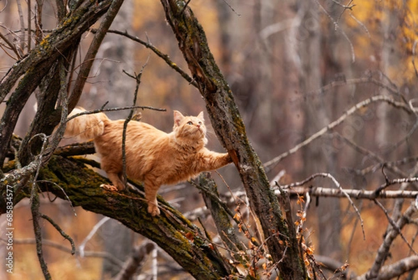 Obraz Orange cat in a forest tree