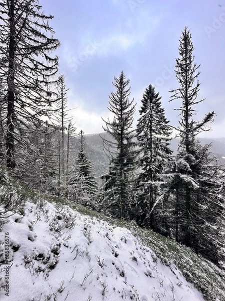 Fototapeta L’hiver la neige recouvre toute la forêt.