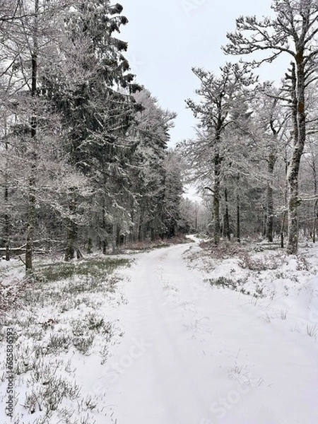 Fototapeta L’hiver la neige recouvre toute la forêt.
