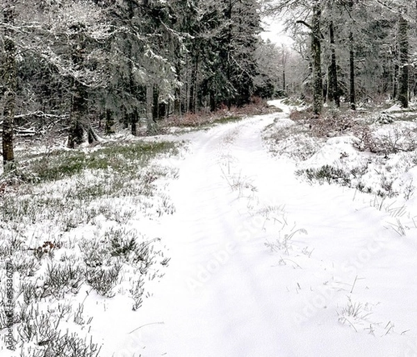 Fototapeta L’hiver la neige recouvre toute la forêt.
