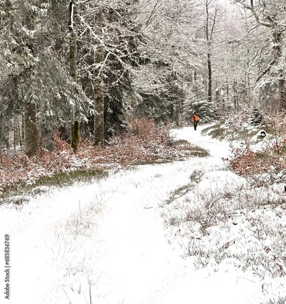 Fototapeta L’hiver la neige recouvre toute la forêt.