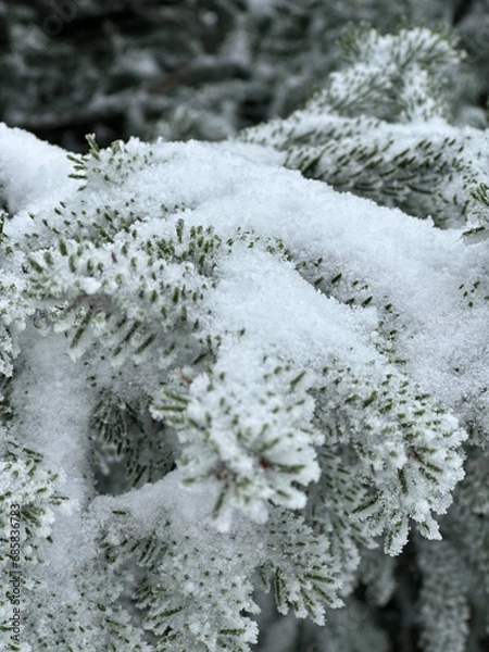 Fototapeta L’hiver la neige recouvre toute la forêt.