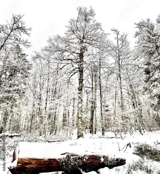 Fototapeta L’hiver la neige recouvre toute la forêt.