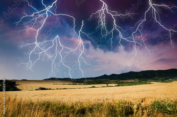 Obraz thunderstorm with lightning in wheat land