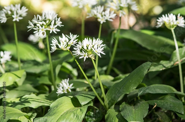 Obraz Wilder Bärlauch