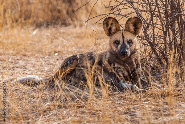 Fototapeta Portrait of an African wild dog (Lycaon pictus) lying on the ground and looking into the camera
