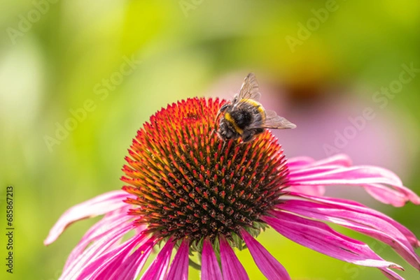 Fototapeta A closeup shot of a bee collecting pollen on a purple echinacea flower