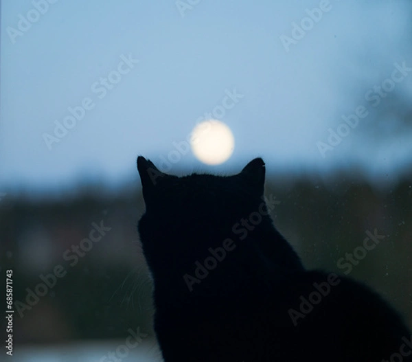 Fototapeta Silhouette of cat sitting on the windowsill and watching on full moon
