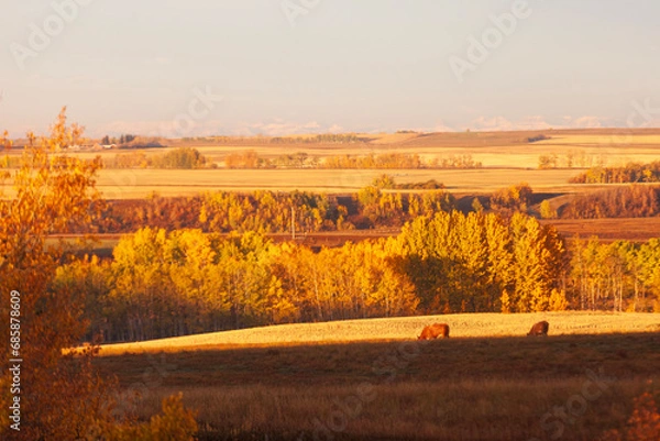 Obraz Sunrise over hayfields and pasture with cows