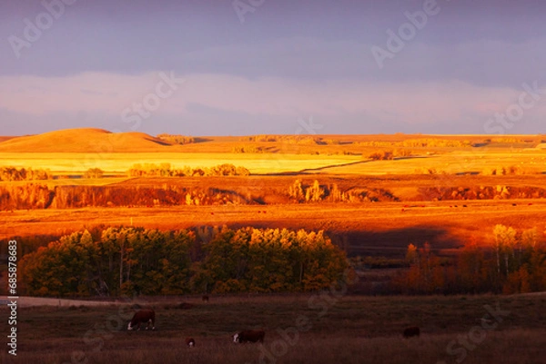 Obraz Sunrise over hayfields and pasture with cows