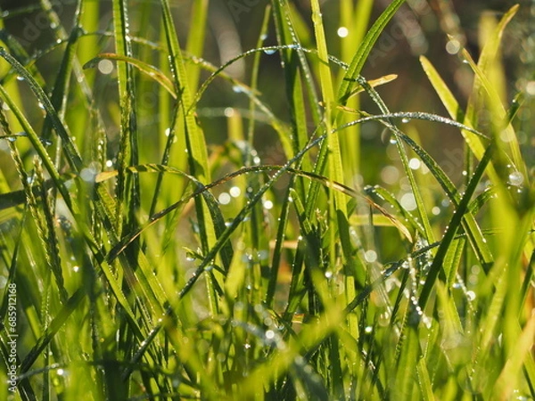 Fototapeta 朝露のおりた草むら　キラキラ光るしずく