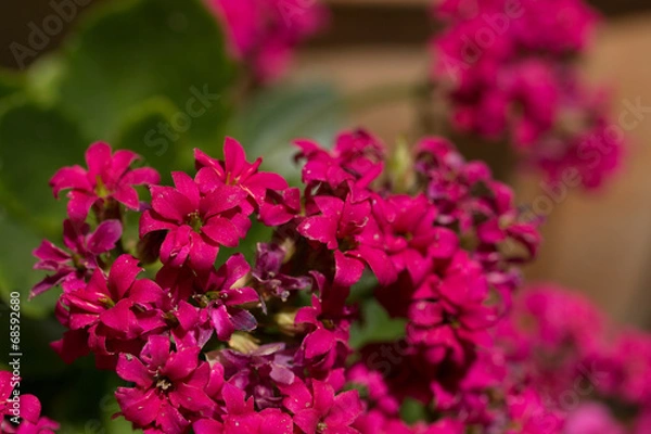 Obraz カランコエ