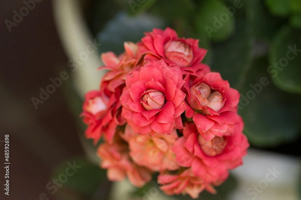 Fototapeta カランコエ