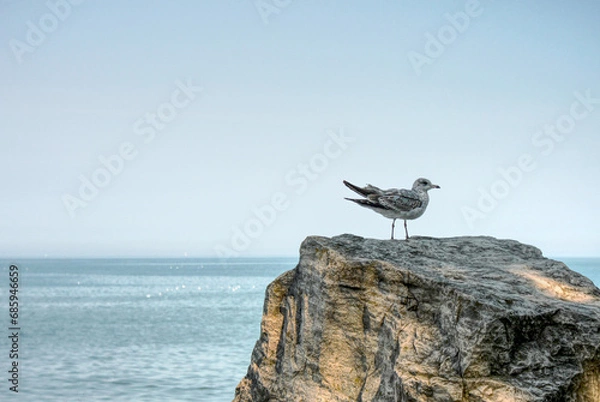 Obraz Seagull standing on a rock by the beach