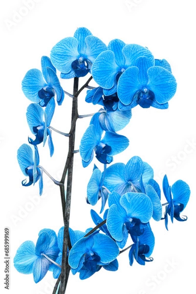 Fototapeta beautiful blue Orchid without background, bright blue Orchid flowers on a white background. isolate