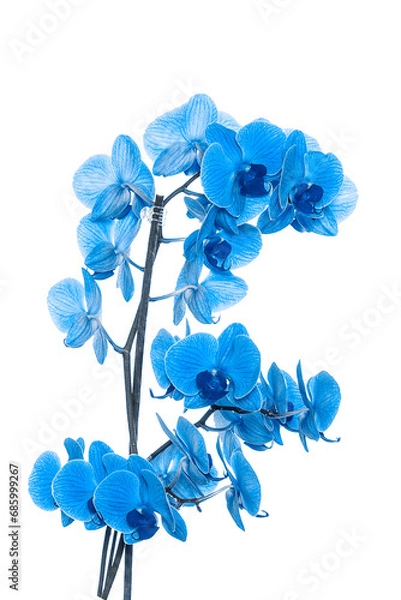 Fototapeta beautiful blue Orchid without background, bright blue Orchid flowers on a white background. isolate