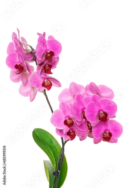 Fototapeta beautiful blue Orchid without background, bright blue Orchid flowers on a white background. isolate