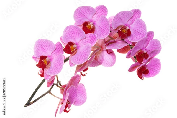 Fototapeta beautiful blue Orchid without background, bright blue Orchid flowers on a white background. isolate