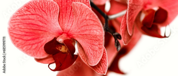 Fototapeta beautiful blue Orchid without background, bright blue Orchid flowers on a white background. isolate