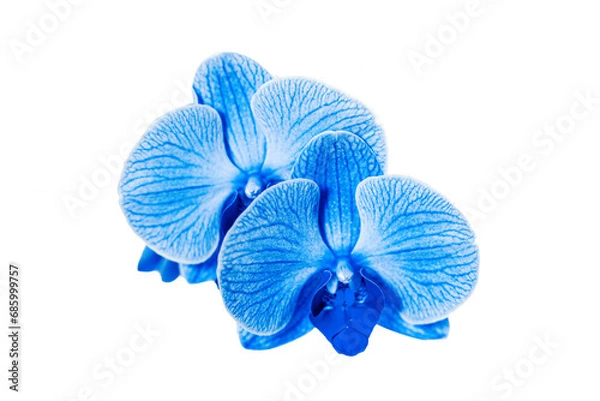 Fototapeta beautiful blue Orchid without background, bright blue Orchid flowers on a white background. isolate