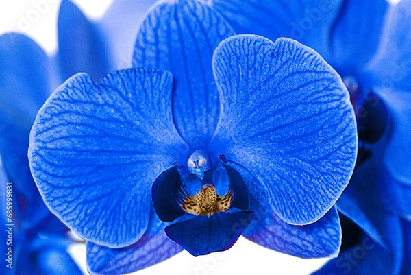 Obraz beautiful blue Orchid without background, bright blue Orchid flowers on a white background. isolate