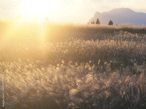 Obraz 夕日に照らされるススキ