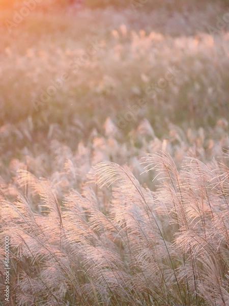 Fototapeta 夕日に照らされるススキ