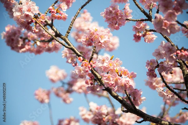 Obraz 桜