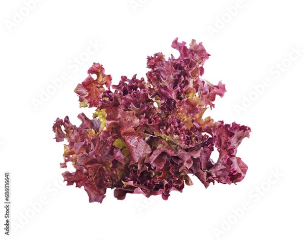 Obraz red lettuce transparent png