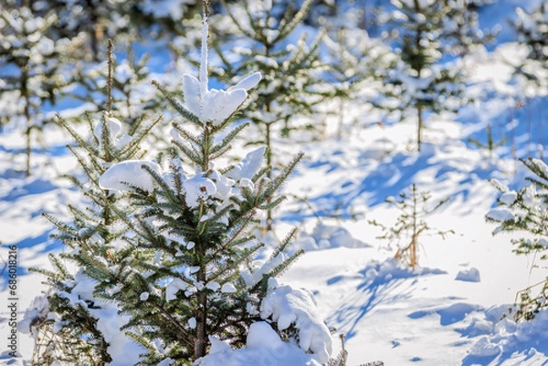 Obraz Christmas Tree growing on a farm.