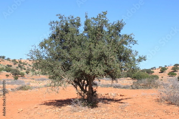 Fototapeta Moroccan argan tree