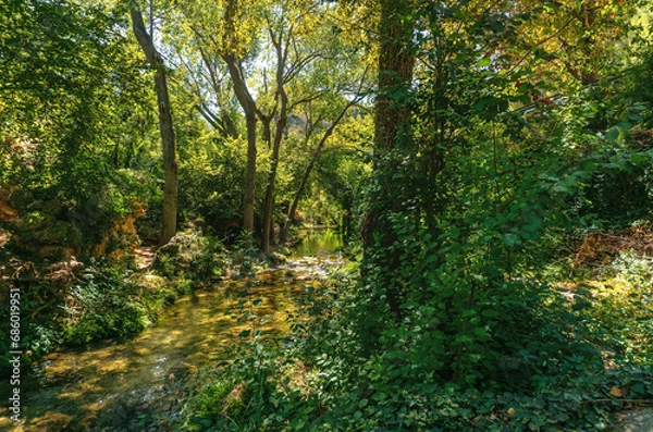 Fototapeta stream in the forest