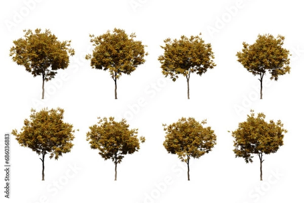 Obraz autumn oak tree isolated on transparent background