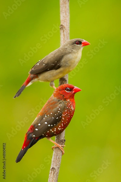 Obraz Portrait of Couple Red Avadavat(Amandava amandava)