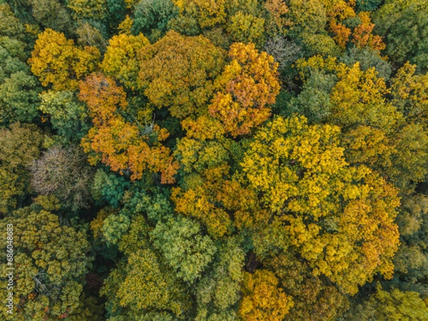 Fototapeta forêt ardennaise vue du ciel