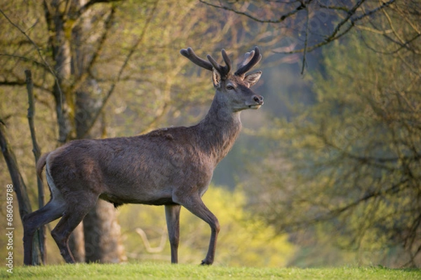 Fototapeta Cerf en velours au printemps