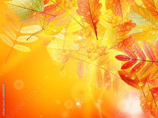 Fototapeta Autumn foliage background.