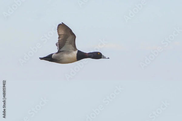Fototapeta Ring-necked Duck in flight closeup
