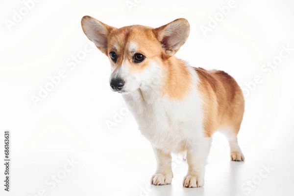 Fototapeta Pembroke Welsh Corgi portrait isolated on white studio background with copy space, purebred dog