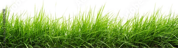 Fototapeta green grass isolated on white transparent background . grass png. grass in bottom png  