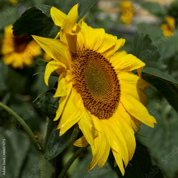 Obraz Sunflower flower close up