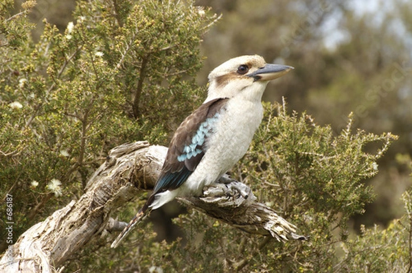 Fototapeta kookaburra