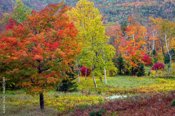 Fototapeta Nature's colors blend and dance as the seasons change in a New England mountain meadow and forest.