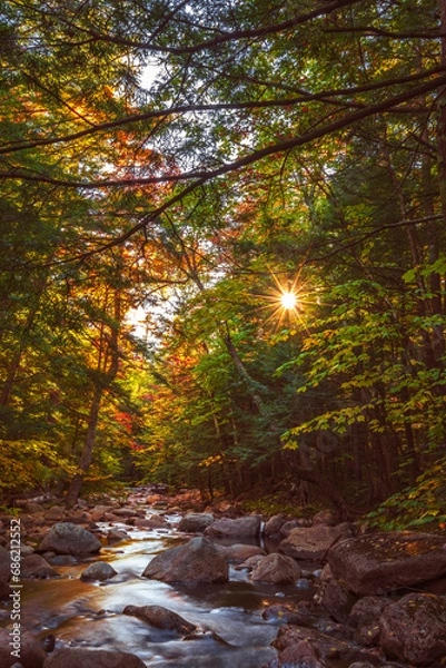 Fototapeta Rays of golden sunlight filter through a canopy of trees and illuminate the clear water of a mountain brook as it tumbles down a rocky stream bed.