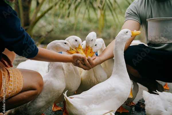 Fototapeta duck stop in phong nha, vietnam