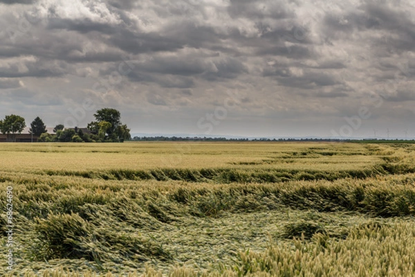 Obraz Getreidefeld bei Sturm