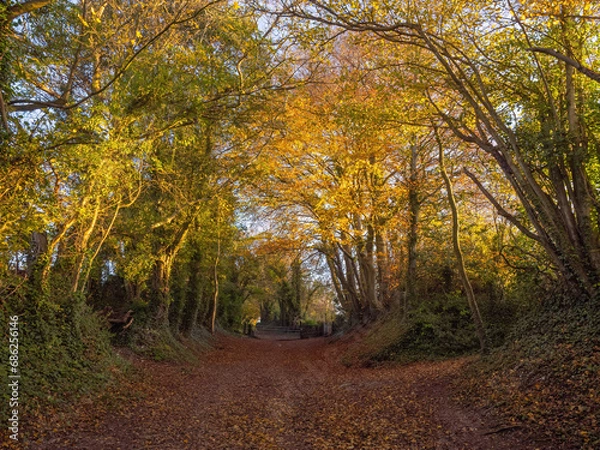 Obraz Halnaker Tree Tunnel