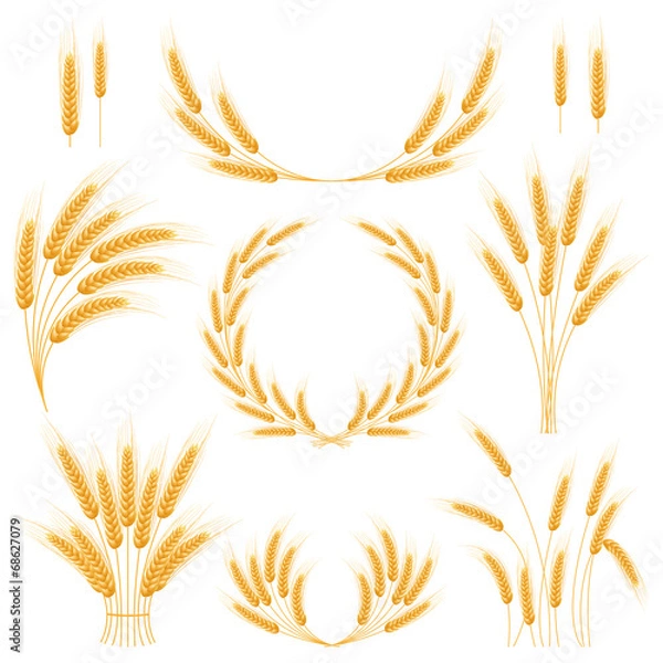 Obraz Ripe Ears wheat set. Isolated detailed template.